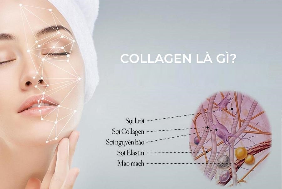 Collagen là một loại protein có vai trò xây dựng nên các khối xương, da, cơ và gân