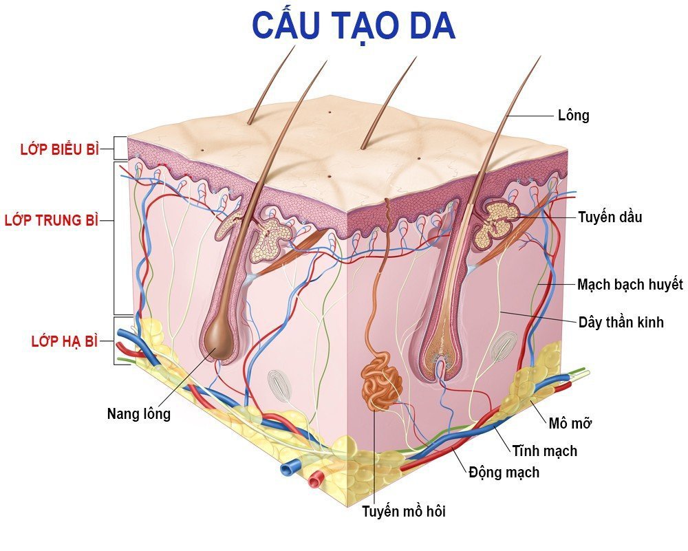 Cấu tạo da