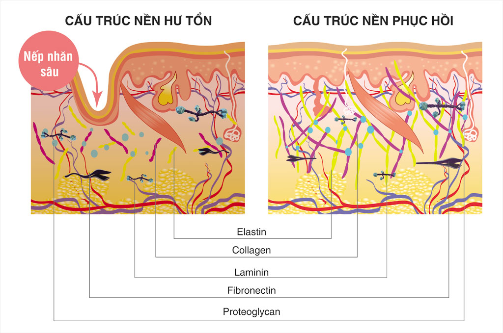 Cấu trúc nền của da